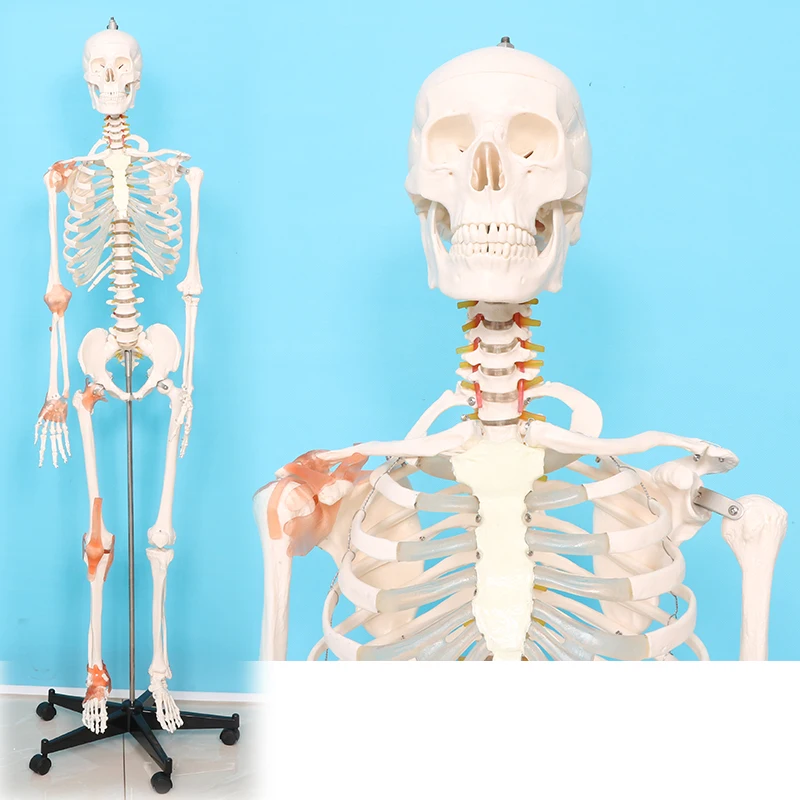 An adult skeleton model of joint collateral ligament