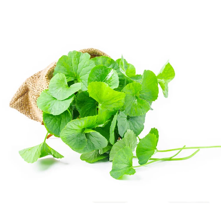 Bulk price hydrocotyle asiatica extract/centella asiatica extract /gotu Kola extract powder 90% asiatic acid