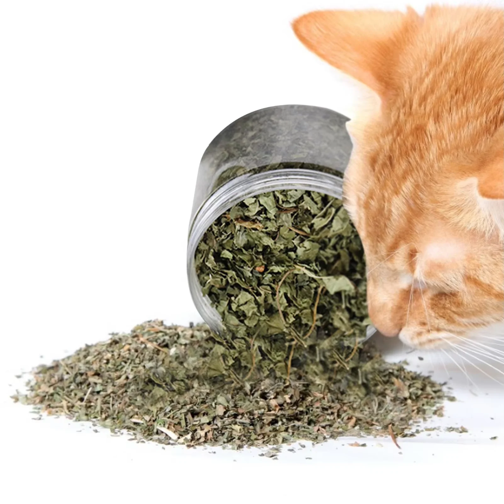 HOT SELLING Organic Natural Catnip Pet Chew Toy Mint Grass Menthol Sprinkled on Kitten Catmint for Cats Supplies
