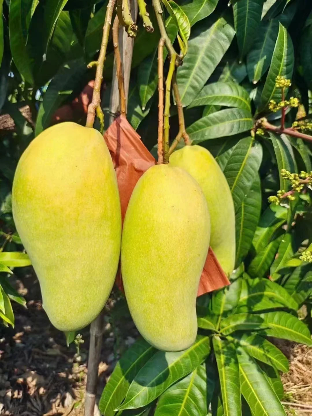 Sri Lanka mango fruit bag 20*30cm, free sample