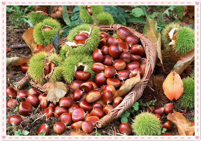 fresh chestnuts-6