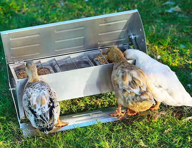 wholesale automatic chicken feed containers feed machines chicken