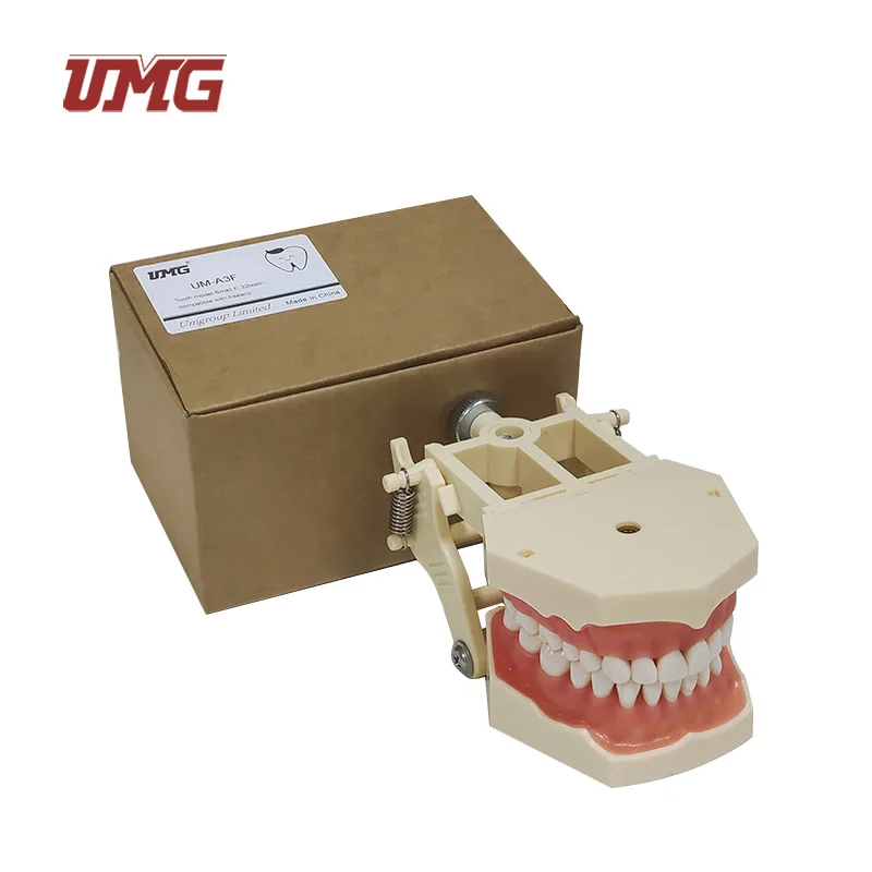 Dental Teaching Supply Cosmetic Dentistry Large Teeth Model