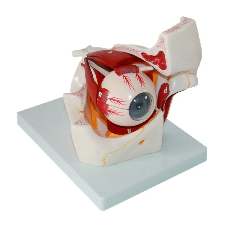 eye and orbit magnification model Eye extraocular muscle model for medical teaching