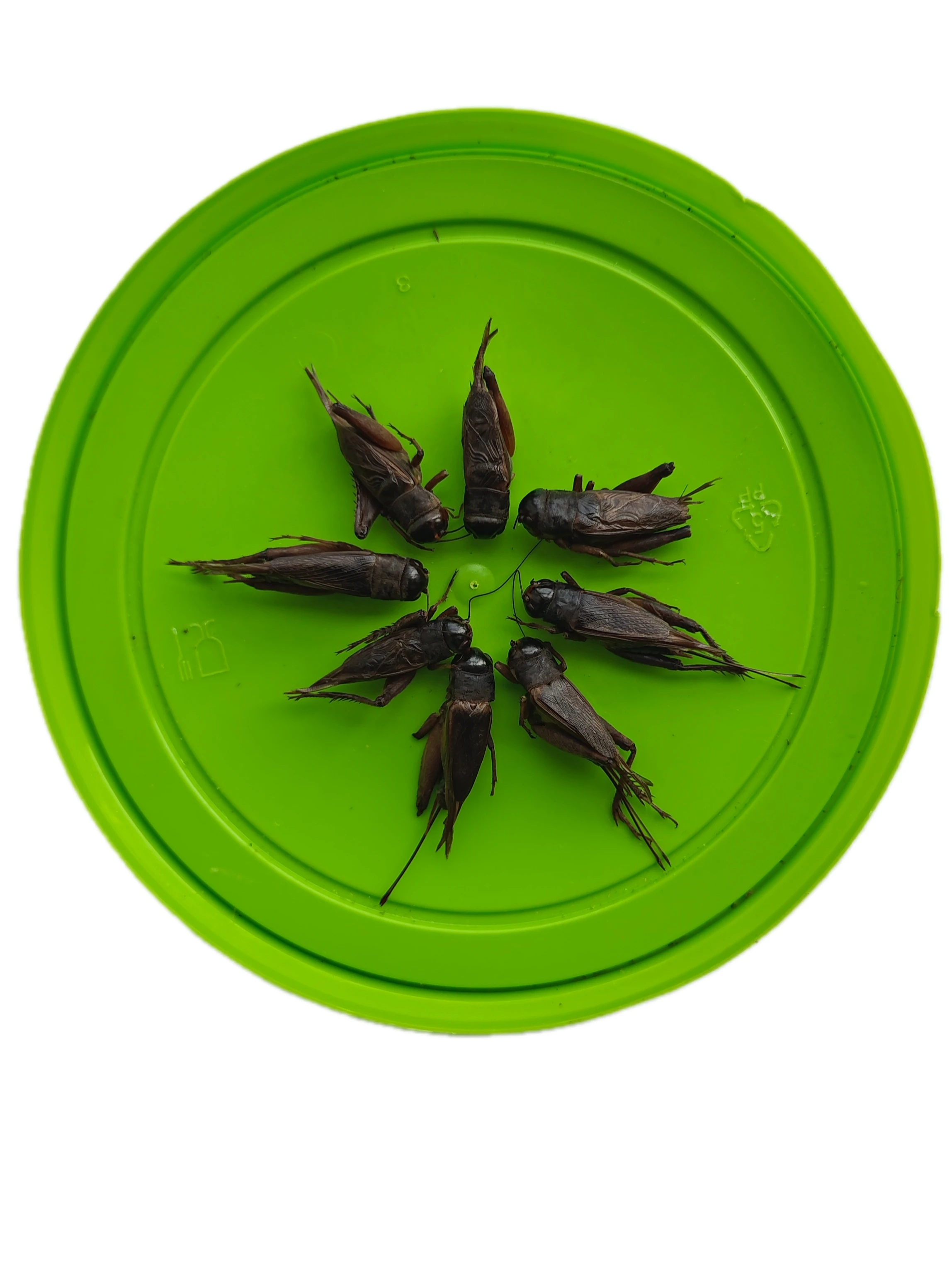 Fresh crickets - Preferred choice for international pet lovers. Nutritious and delicious. Used for feeding a variety of pets.