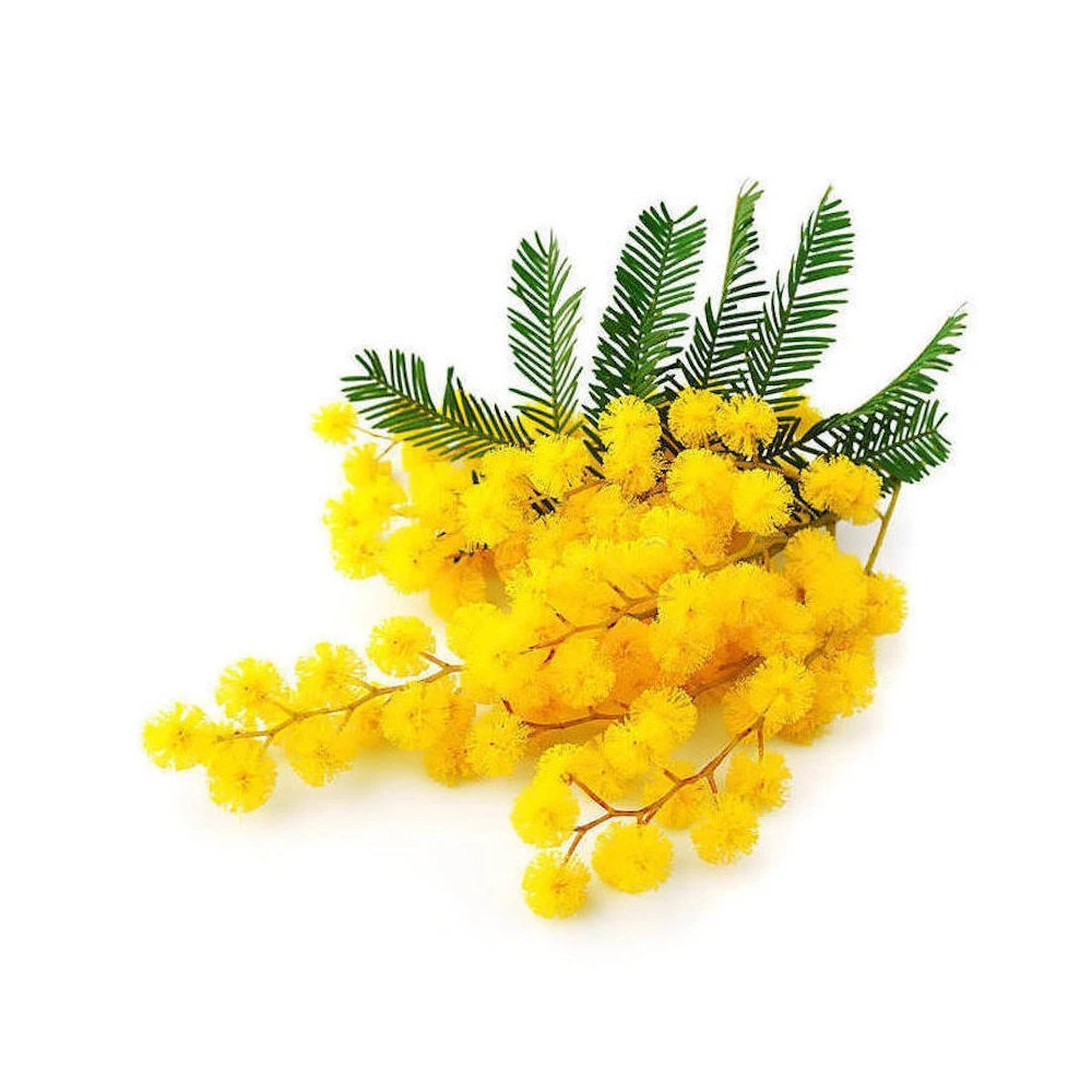 Частная торговая марка OEM/ODM лучшее качество эфирное масло продукт высокого качества Mimosa абсолютная оптовая цена от индийского