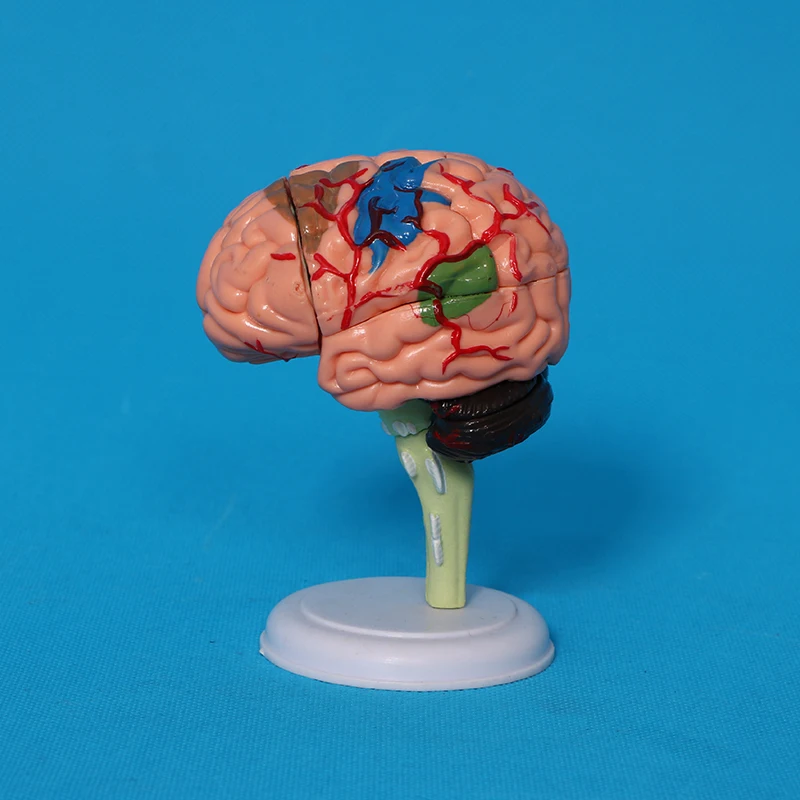 Factory human skeleton, skull, heart anatomical model, detachable brain model