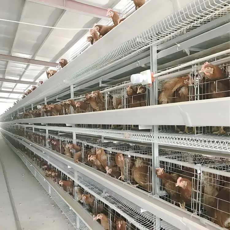 Chicken layer cages poultry water steel folding cage for chicken coop cages for sale