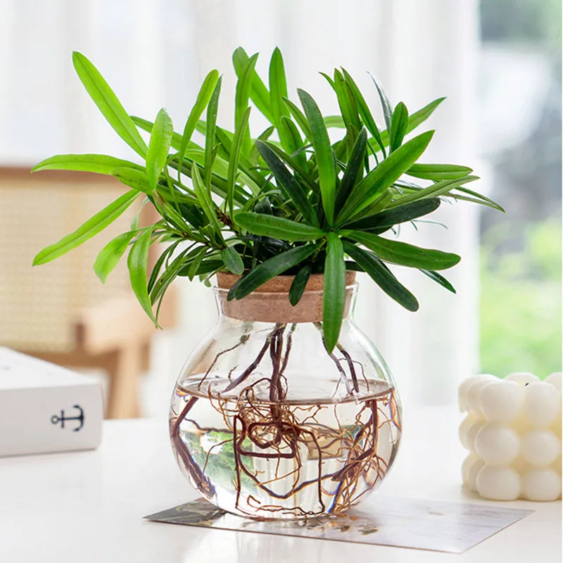 borosilicate ball shape glass container cocktail glass vase Microlandscape plant bottle kitchen food jar with cork lid