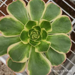 ON015  Aeonium Green Rose Wholesale Customized Mini Artificial Succulent plants Pots For out door echeveria