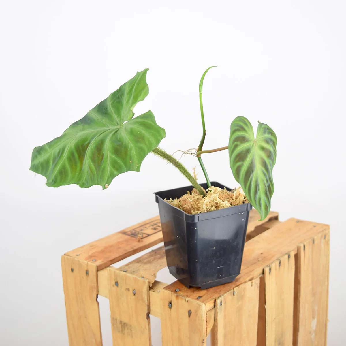 
Wholesale factory price tropical foliage plant philodendron hybrid Ecuador Philodendron Philodendron verrucosum 