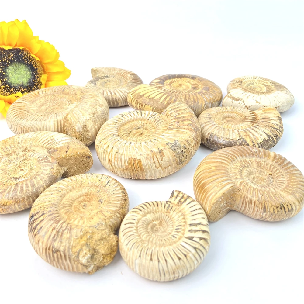 Wholesale Natural Ammonite Slab Healing Stone Different Size White Ammonite Fossil
