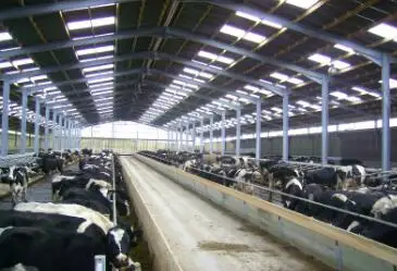 prefab steel structure cow farm shed building dairy steel structure cow farm house