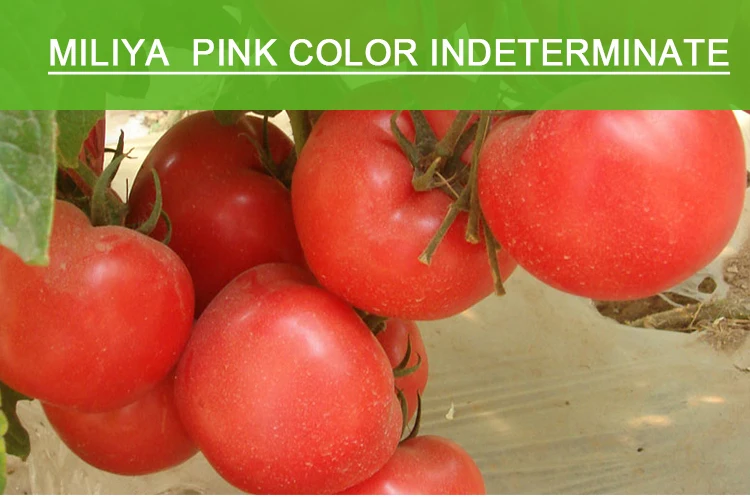 Limited HD4 томатные семена красный круглый томатные семена