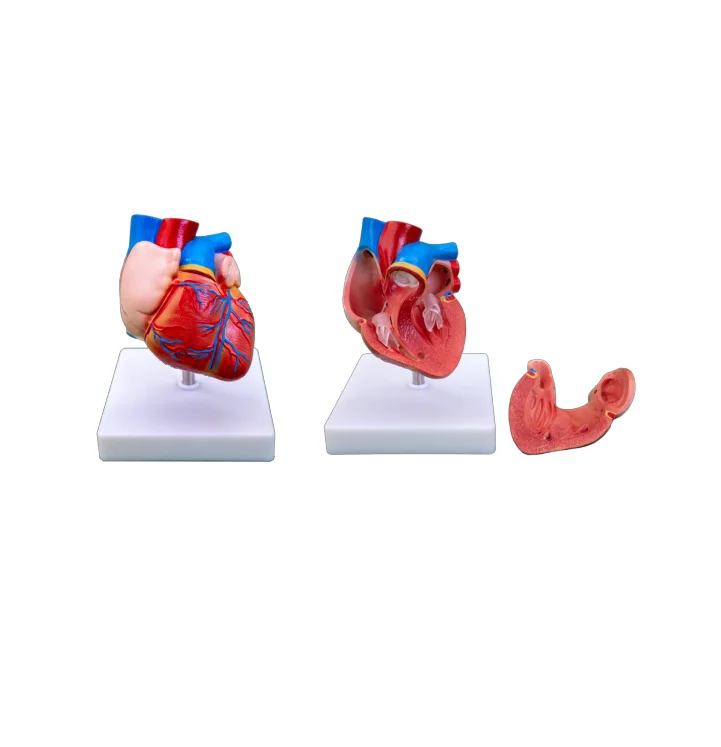 
PVC Life-Size Heart Anatomical Model for Medical Science Teaching 