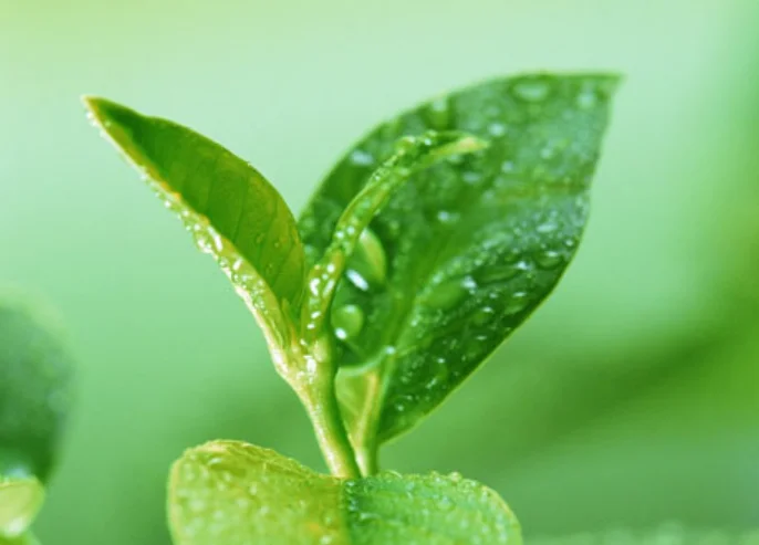 100% Organic Green Tea Extract Powder 20%~98% L-theanine Green Tea Polyphenols HPLC