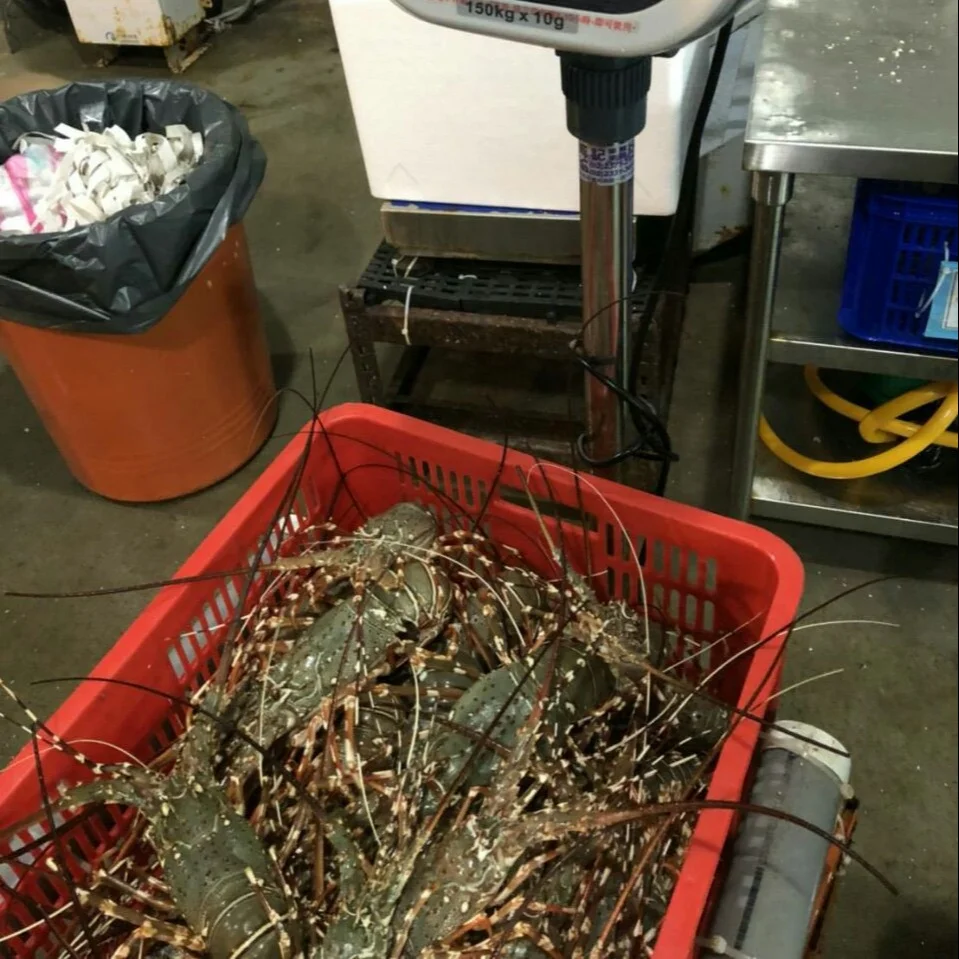 Live Lobster For Hong Kong - Frozen - Fresh  - Malaysia - Thailand - China