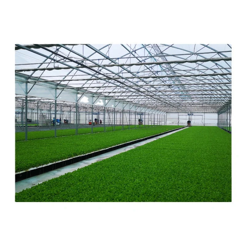Factory Prefabricated Multi-Span Galvanized Steel Structure Vegetables/Fruit Trees/Flowers/Seed Plastic/Film/ Greenhouse