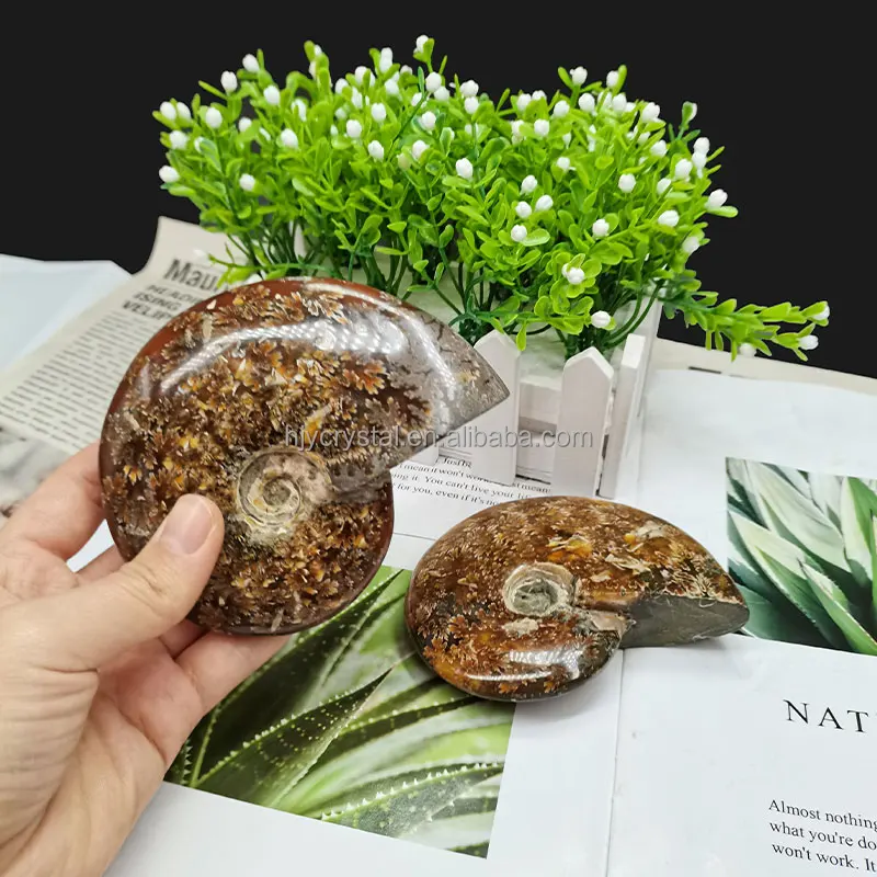 
Wholesale natural quartz crystal fossil snail fossil ammonite fossil mineral specimen 