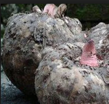 100% Натуральный полезный вкус халяльная Коньячная вермишель