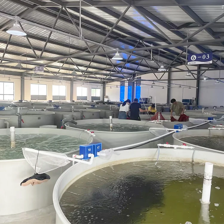 Indoor Recirculating Aquaculture System Aquaculture Malaysia/Ras Fish Farming System Recirculating Aquaculture