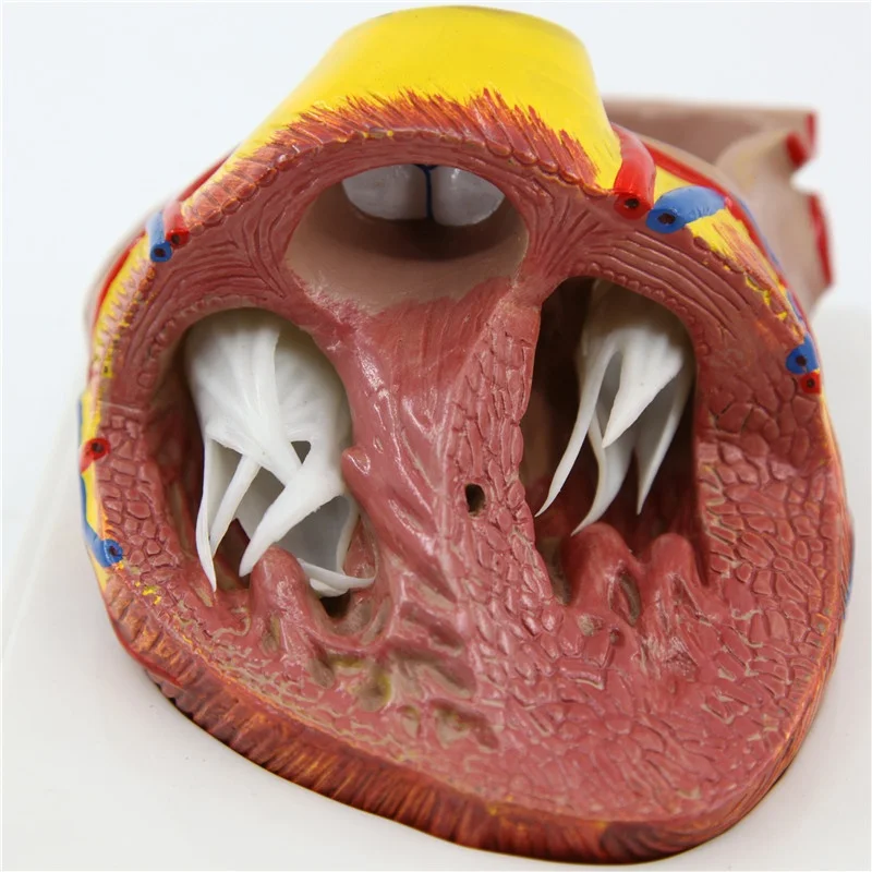 Увеличенный размер Съемный пластик человеческое сердце анатомическая модель медицинская научная Учебная