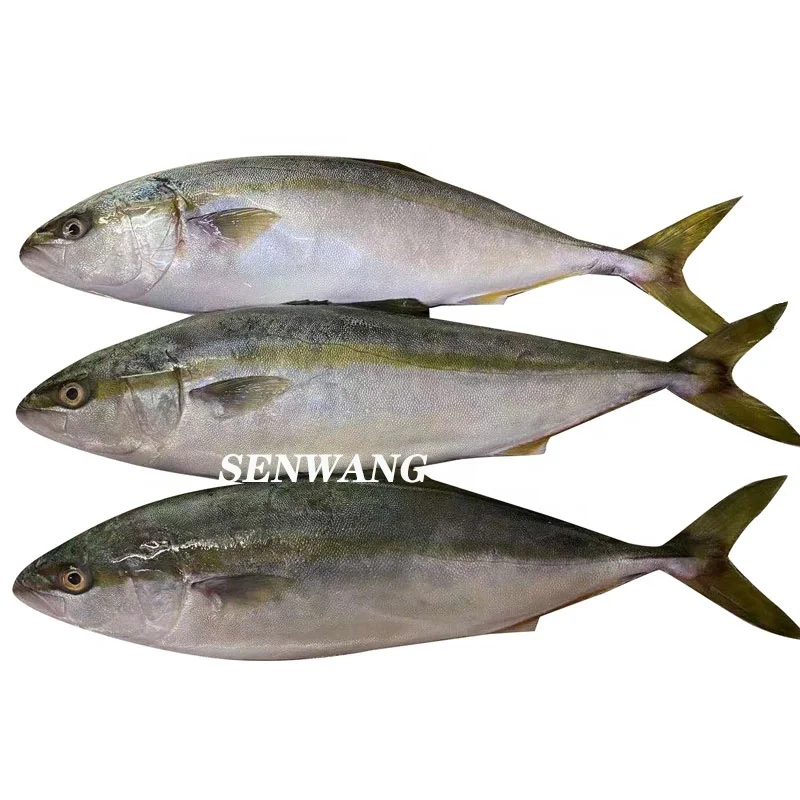 
Frozen Japan Yellowtail price with good quality Yellowtail Amberjack 