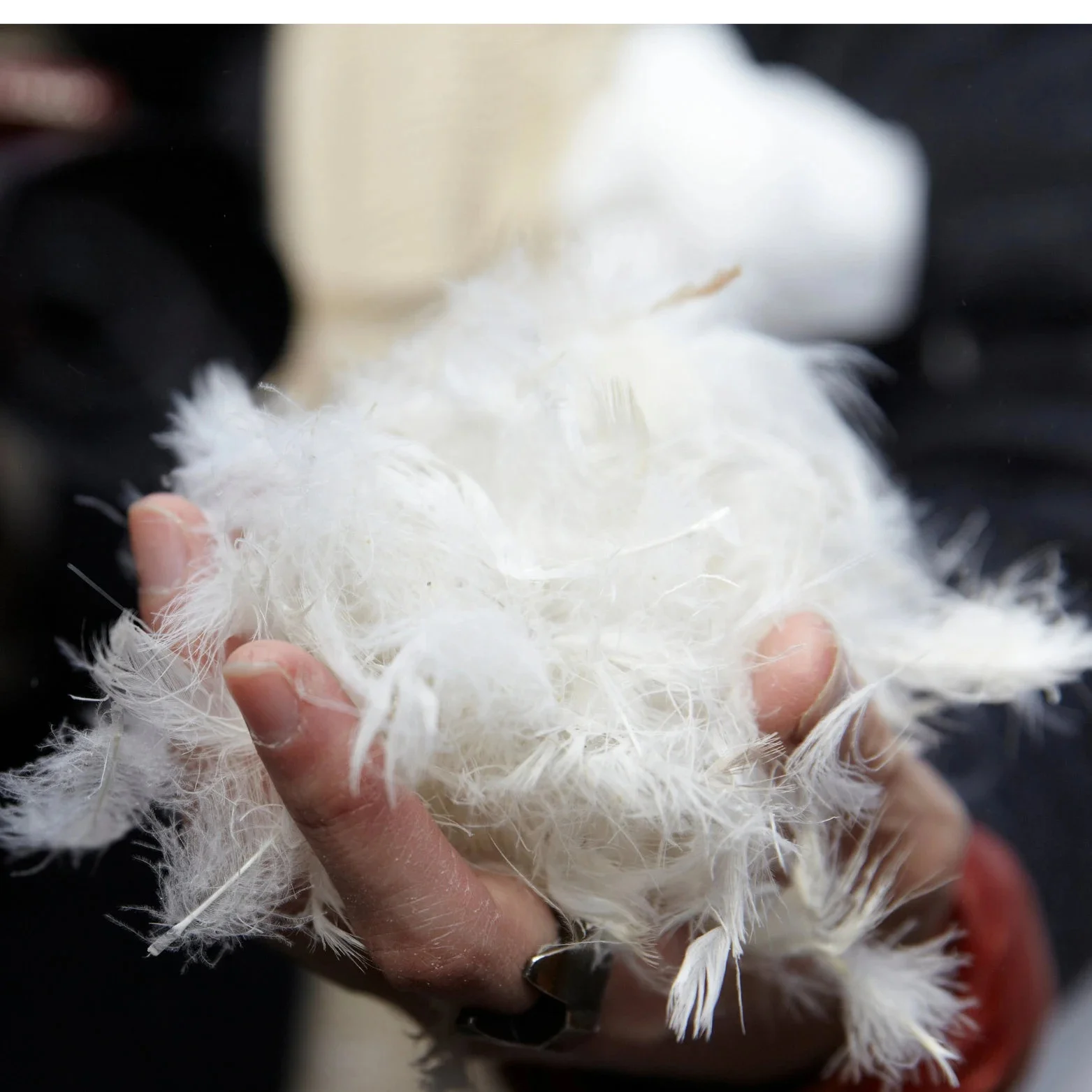 High-Quality Feathers and Down RDS Certificate Natural White 100% Washed Duck Feather 2-4cm for Pillow