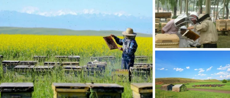 Factory Wholesale Organic 100% Pure Crude Bee Propolis Good Price of Raw Propolis For Sale