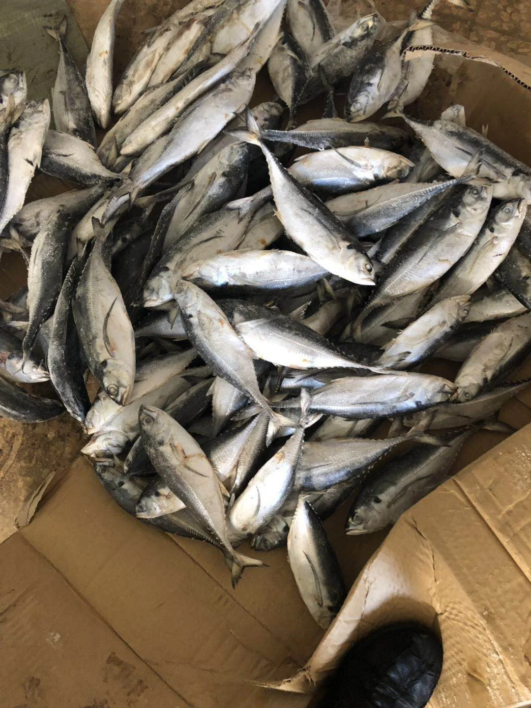 Горячая Распродажа, морепродукты, рыба, замороженный Жесткий Хвост