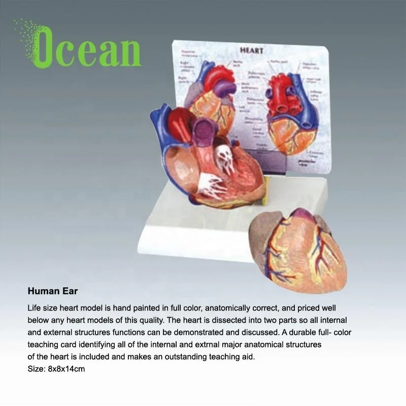 High quality PVC Human Heart model with instruction medical model for advertisement Demonstration