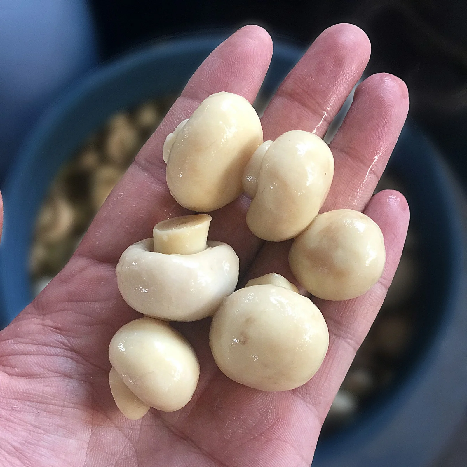 Canned Mushroom Canned Champignon Mushroom Factory Direct Supplier Canned Food