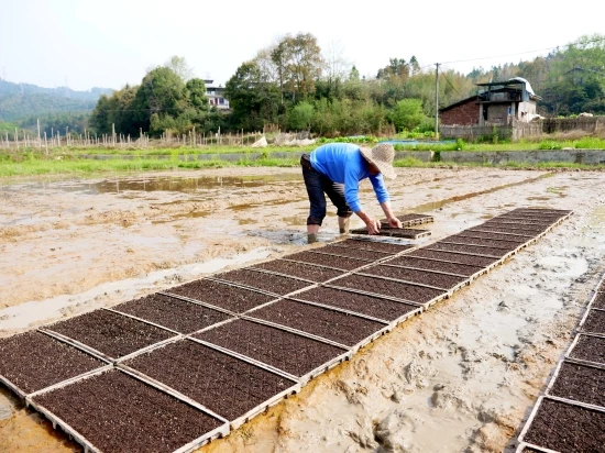 60*25*3.5cm Garden Seedling Starter Tray Plastic Propagator Insert Garden Plant Seedling Propagation Tray