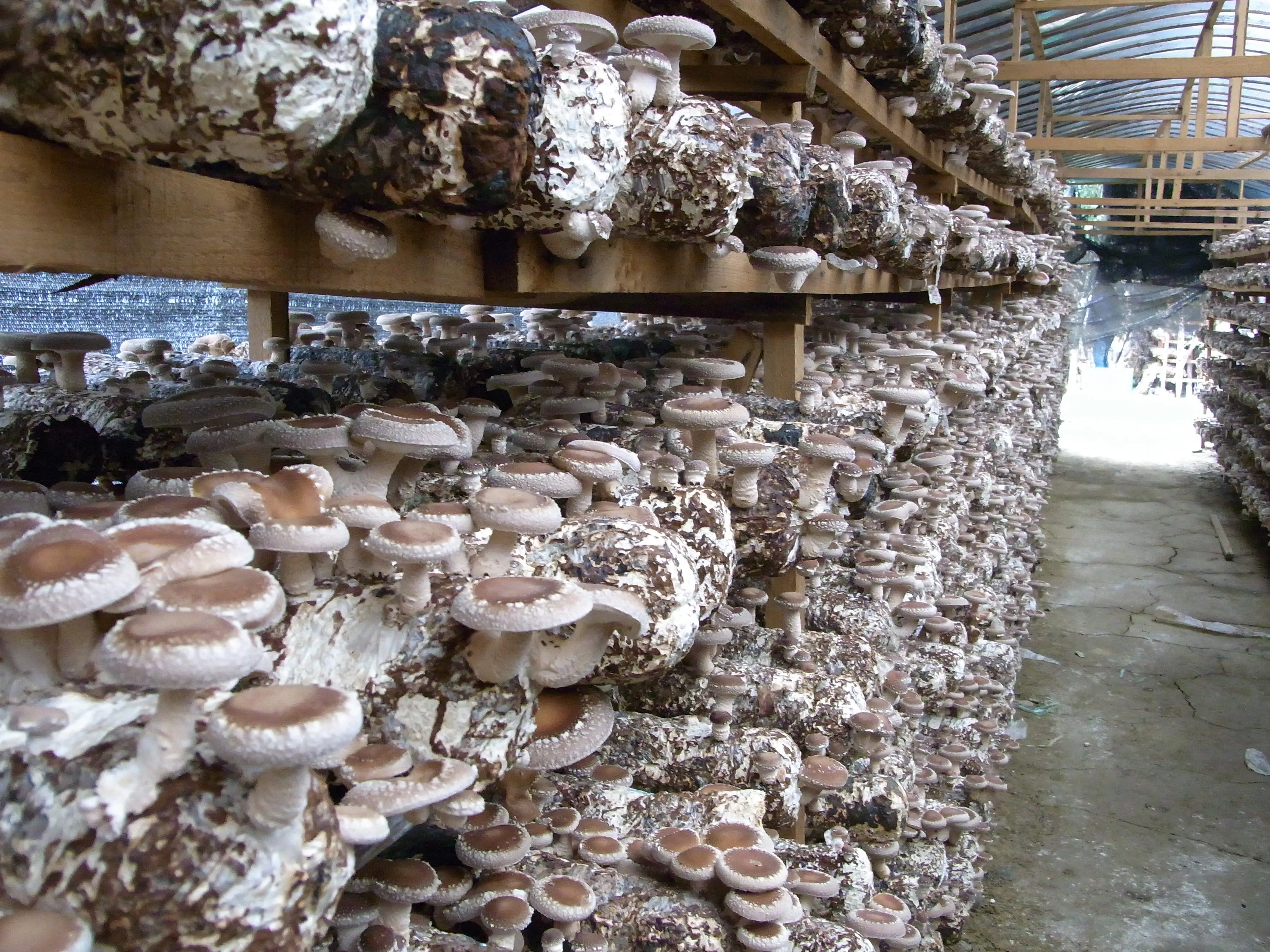 Organic lentinus edodes extracts powder ;shiitake mushroom polysaccharide ;mushroom OEM