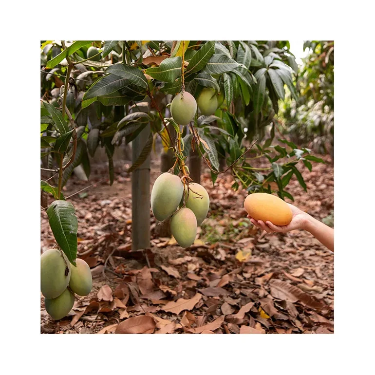 Hot Sellingcheap Packing Manufacturers Duomei Flavor Yellow Mango