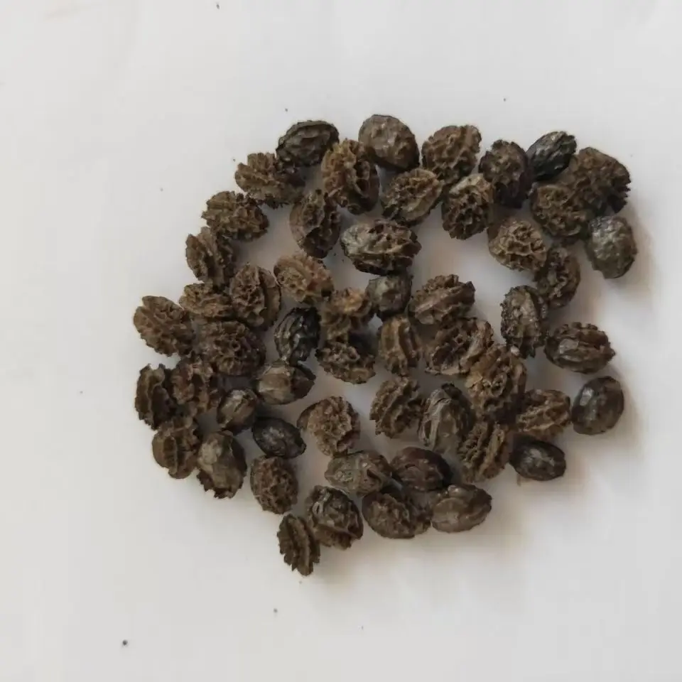 Papaya Seeds