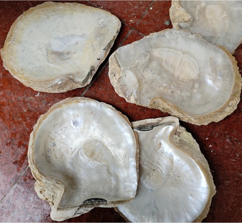 Factory Wholesale White Mother of Pearl Shell Big Size 15-20cm Indonesia Wild Feral Seashell Raw Material for Craft Inlay