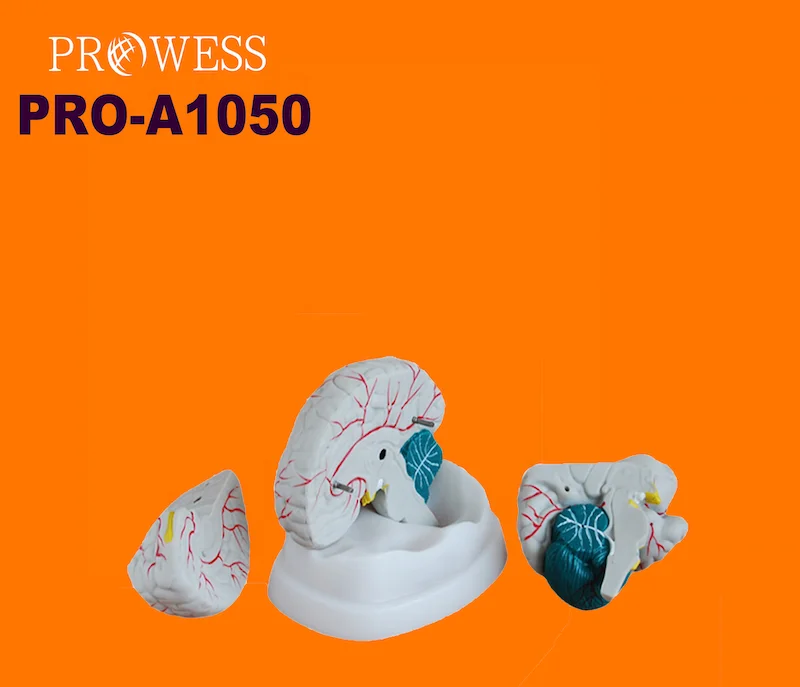 Pro-A1050 Medical Anatomical Human Natural Size Brain teaching anatomy plastic brain models human anatomical brain model