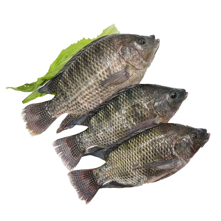 Whole Round Tilapia Frozen Wholesale Price 500-800g Tilapia