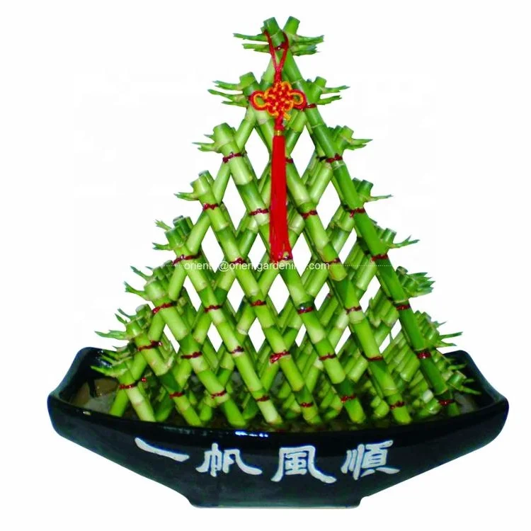 Indoor water bonsai plant Wholesaler Pyramid Lucky Bamboo