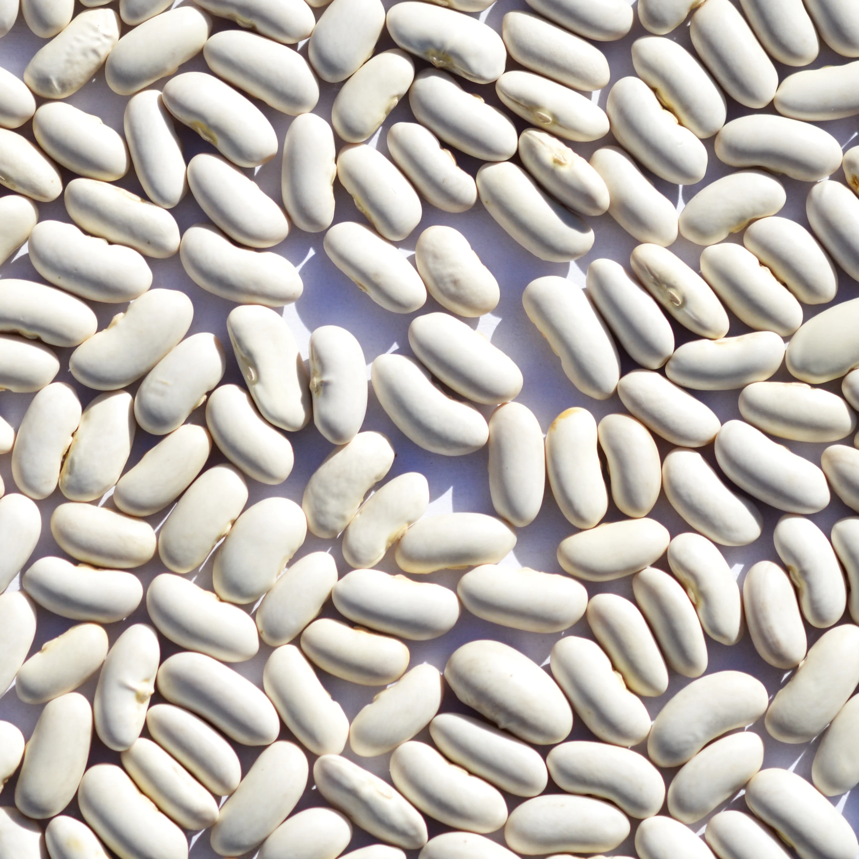 Kidney Beans Beans sugar pinto beans for sale