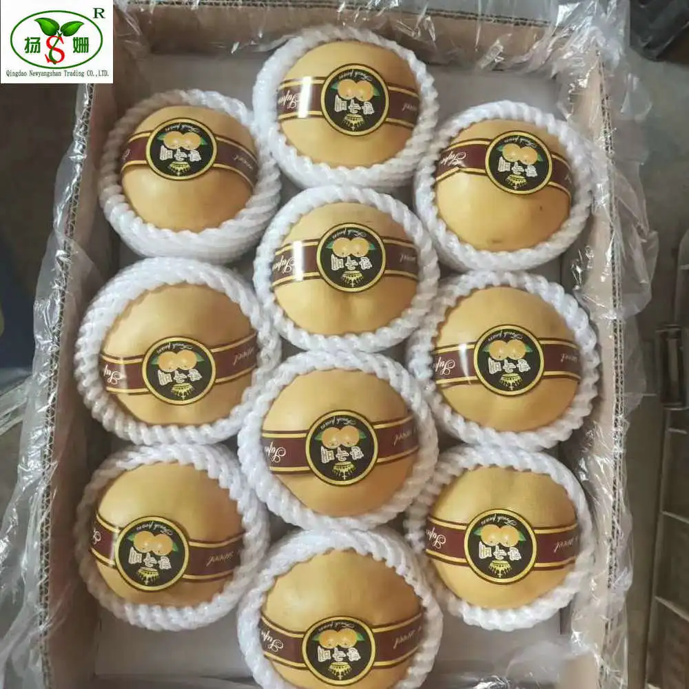 High quality low price for export shandong  fresh pear