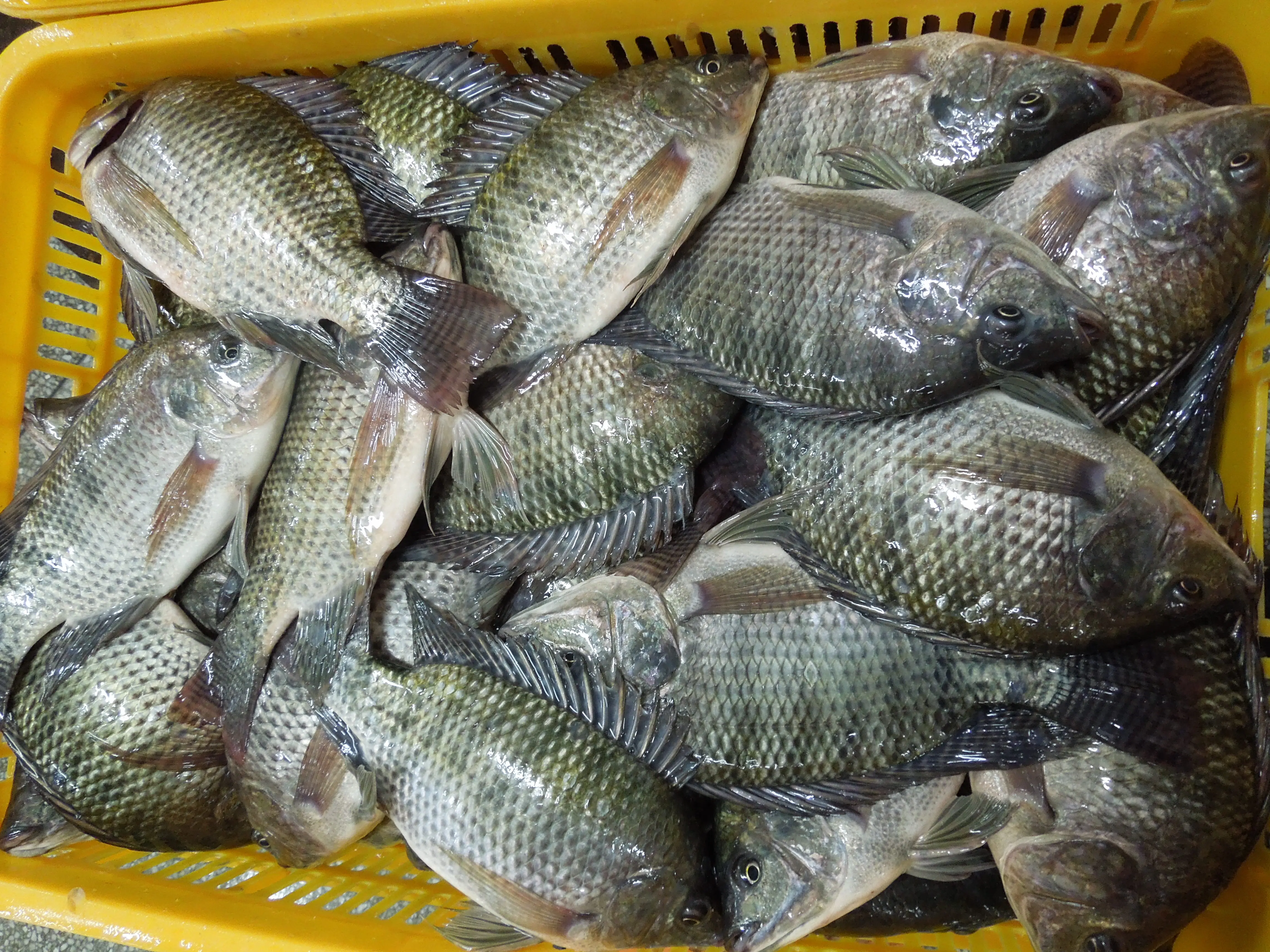 Top Ten Suppliers of Alive Tilapia Fish Frozen Tilapia Whole Round with Competitive Price and Stable Supply