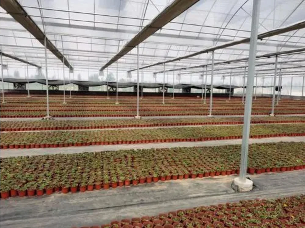 Commercial High Tunnel Greenhouse for Flower & Vegetable Cultivation Garden Greenhouse for Large Scale Vegetable Growing
