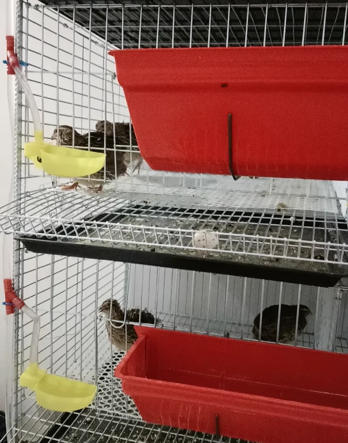 Poultry Shed Galvanized Wire Mesh Cages of Quails