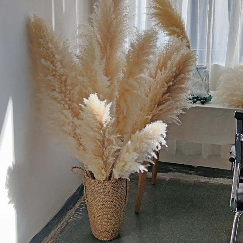 2022 wholesale natural real dried pampas low price fluffy large pampas grass for home wedding indoor decoration