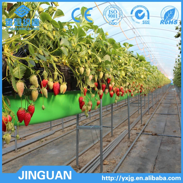 Plastic mulch film in blueberry yard/plastic mesh fabric