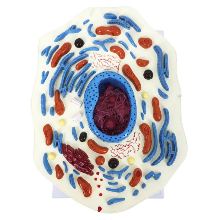 YA/B054 Numerical indicators of multiple parts Enlarged model of animal stem cell anatomy