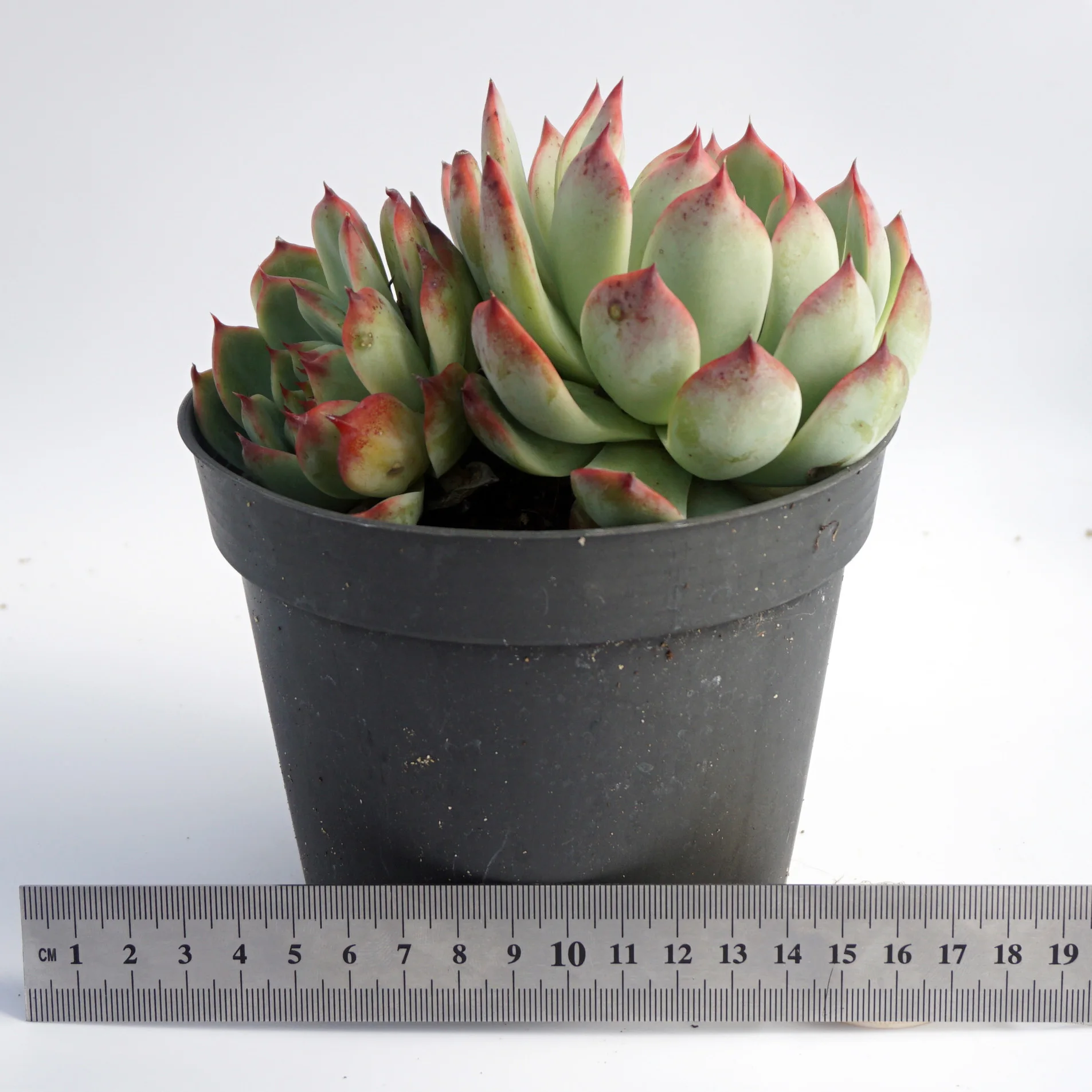 china live plantsFactory direct supply of suculentas natural wholesale succulent plant