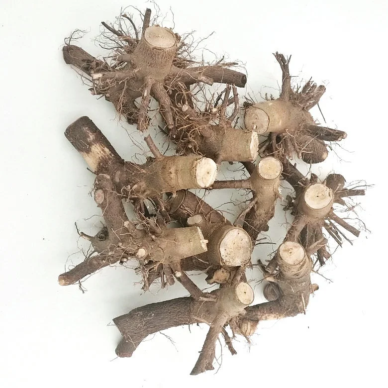 Китайский гибридный материал для разведения павловнии 9501 9502 9503 пень дерева и